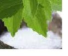 Sugar_Sugar
