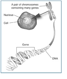 Genes_Diagram