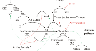 Mechanism of Action