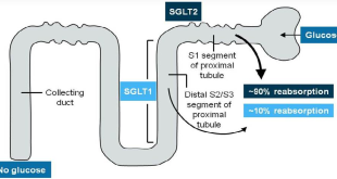 SGLT2-1HIW