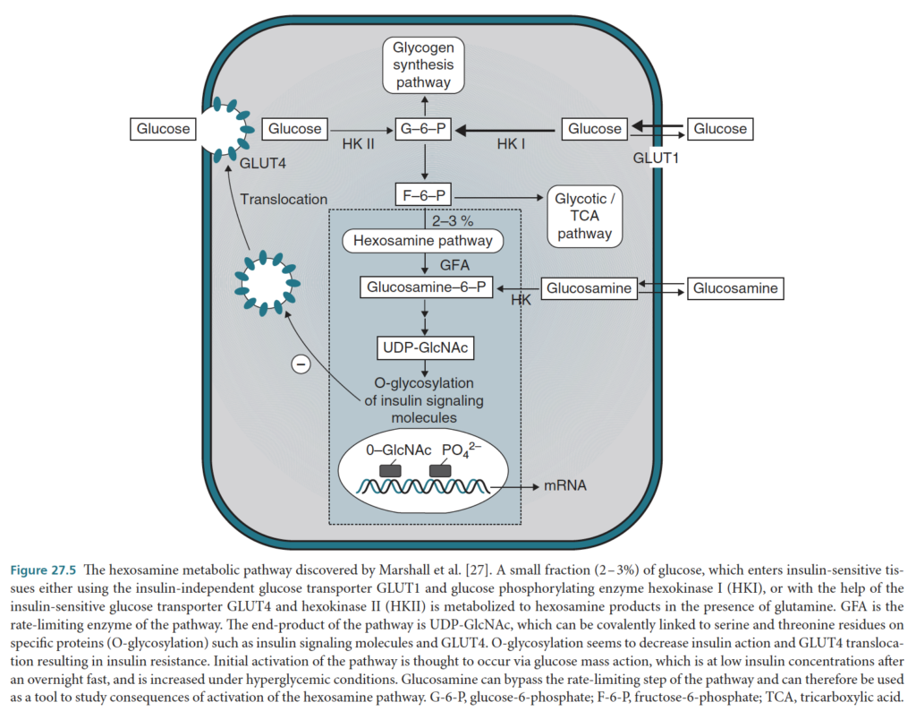 Hexosamine Biosynthetic Pathway (HBP) - Int"l Textbook of DM pt 148