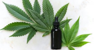 Cannabis