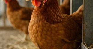 Chickens in a study pen with researchers evaluating egg production.