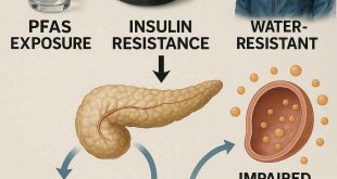 Diagram linking PFAS exposure to insulin resistance and Type 2 diabetes development.